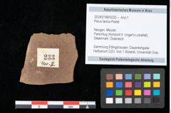 Foto (Objekt + Etikett) von Pinus laricio Poiret (NHMW-GEO-2024-0188-0233)